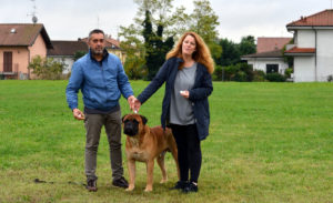 Galleria fotografica Bullmastiff