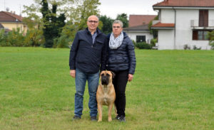 Galleria fotografica Bullmastiff