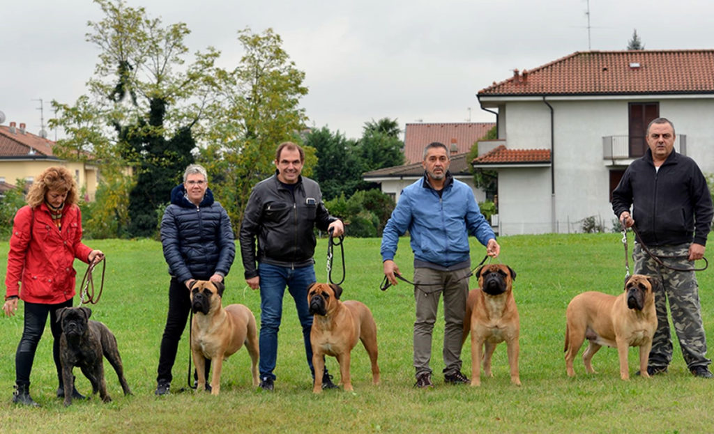 Allevamento Bullmastiff Nodarobulls